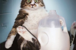 Avanti Card - Cat Milk - Featuring Kedi