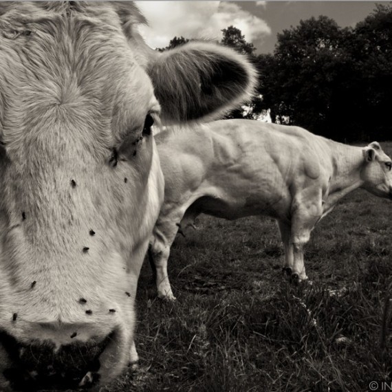 Composition With Cows