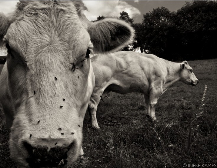 Composition With Cows