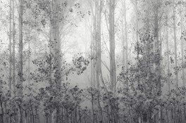 Misty Trees - Homeward