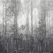 Misty Trees - Homeward
