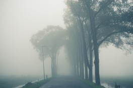 Misty lane