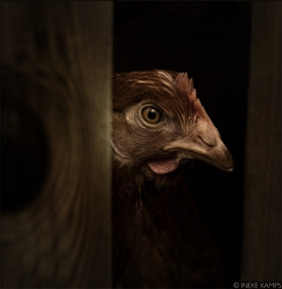 Rembrandt Chicken